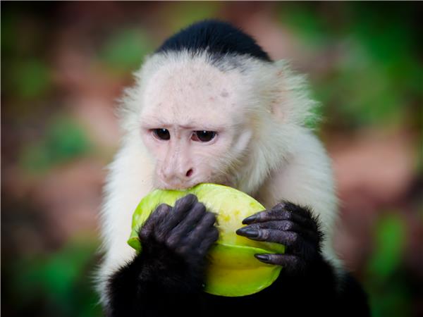 Costa Rica adventure and wildlife holiday