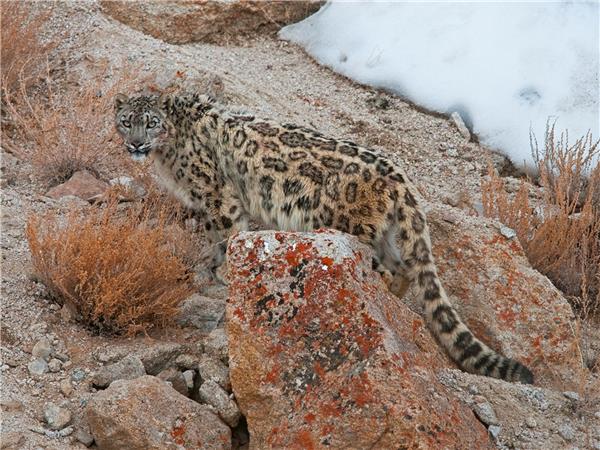 Snow Leopard searching holiday in Ladakh