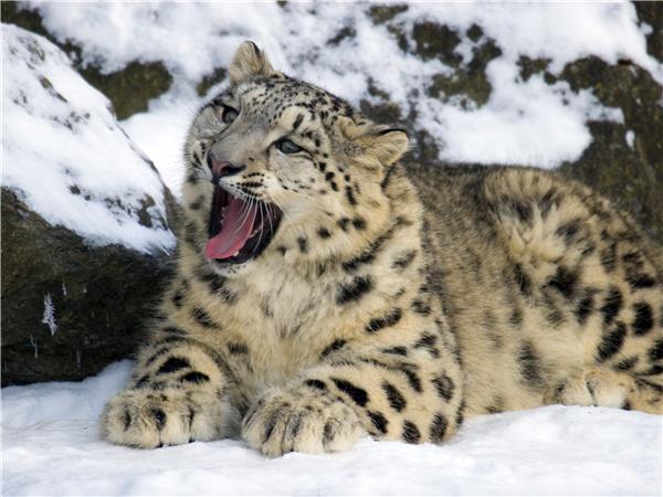 Snow Leopard searching holiday in Ladakh