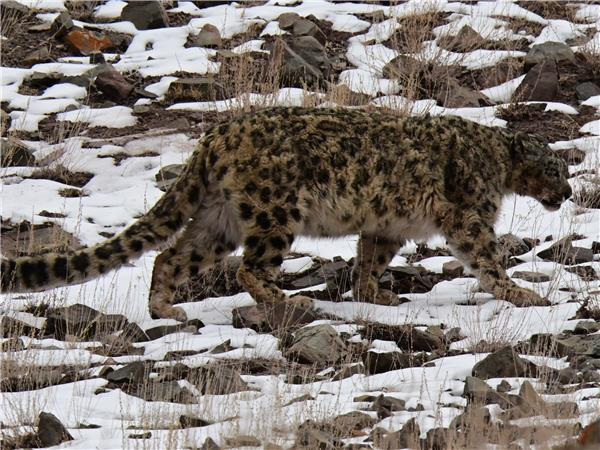 Snow Leopard searching holiday in Ladakh