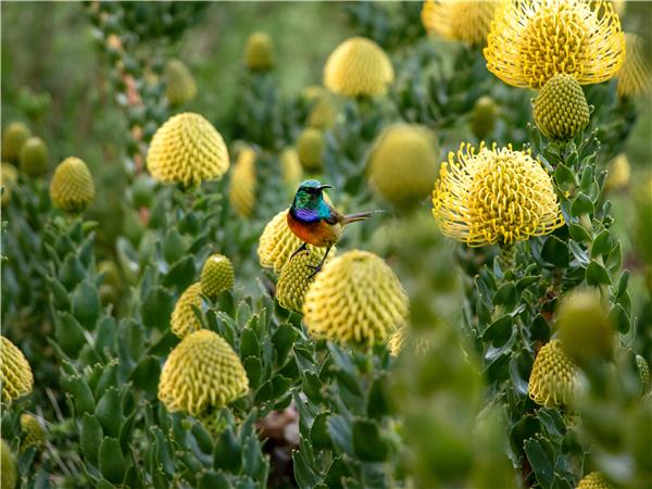 South Africa Garden Route luxury holiday