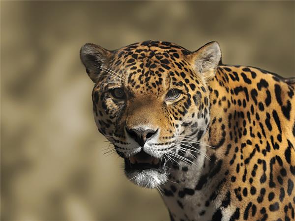 Jaguar spotting holiday in Brazil