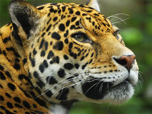 Jaguar spotting holiday in Brazil
