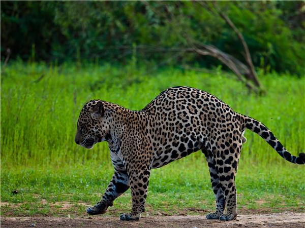 Jaguar spotting holiday in Brazil