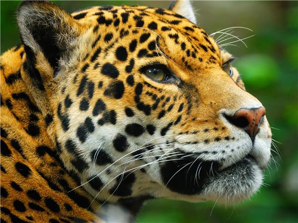 Jaguar spotting holiday in Brazil