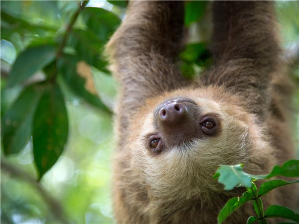 Costa Rica wildlife holiday, Coastal Secrets