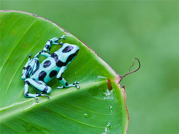 Costa Rica wildlife holiday, Coastal Secrets
