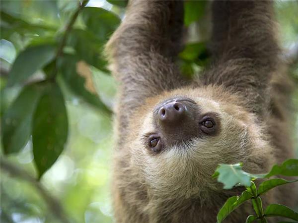 Costa Rica wildlife holiday, Coastal Secrets