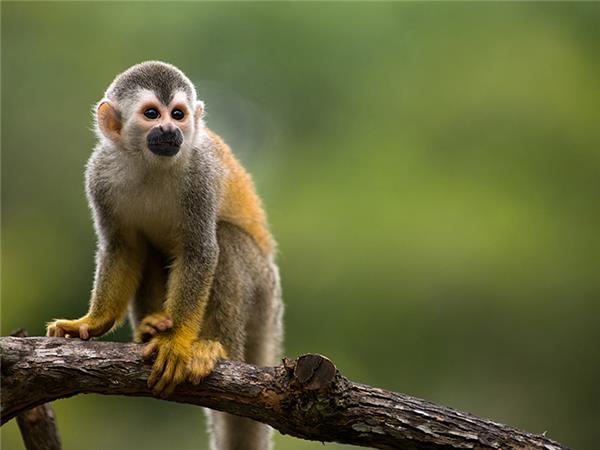 Costa Rica wildlife holiday, Coastal Secrets