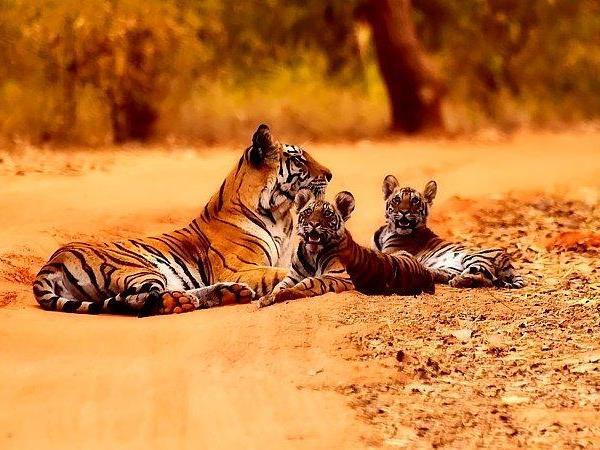 Northern India tour, temples and tigers