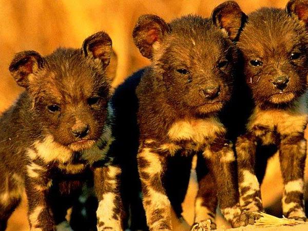 South Africa, eSwatini and Lesotho holiday