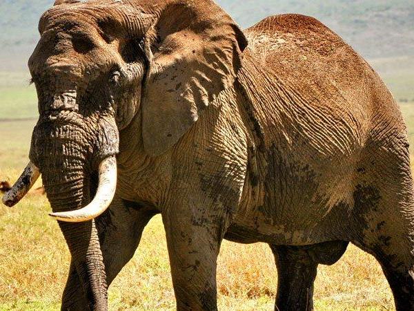 Tanzania small group tour, savannahs & sands