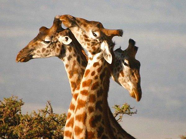 Kenya & Uganda small group holiday