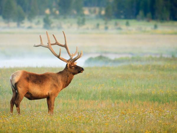 Camping tour of Yellowstone, USA