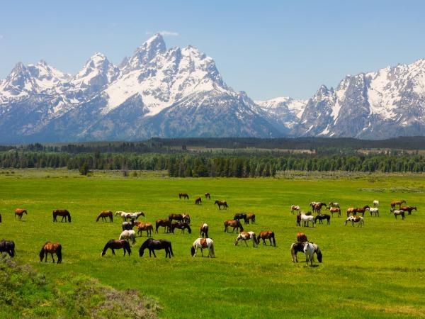Camping tour of Yellowstone, USA