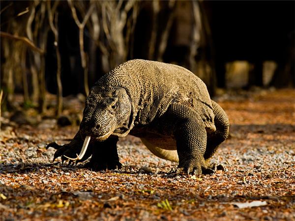 Indonesia wildlife holiday, primates and dragons