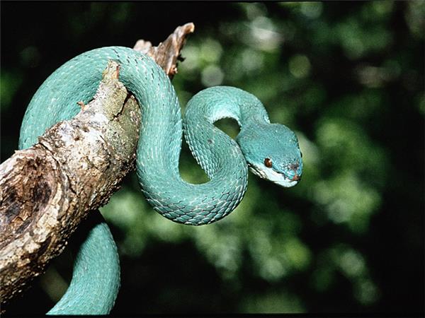 Indonesia wildlife holiday, primates and dragons