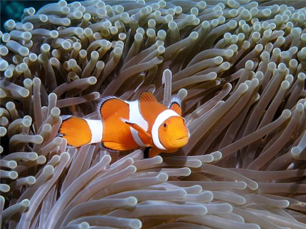 Indonesia wildlife holiday, primates and dragons
