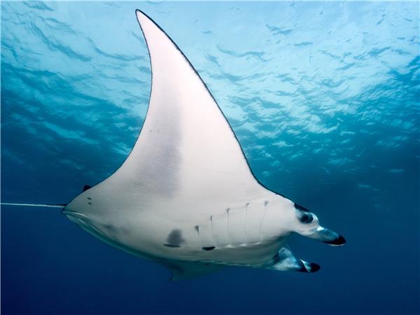 Indonesia wildlife holiday, primates and dragons | Responsible Travel