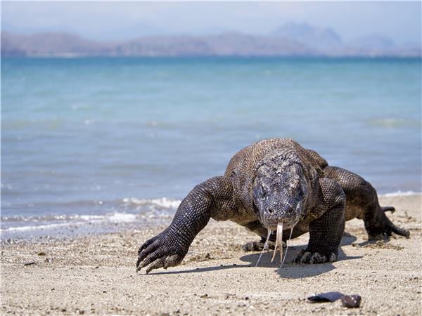 Indonesia wildlife holiday, primates and dragons