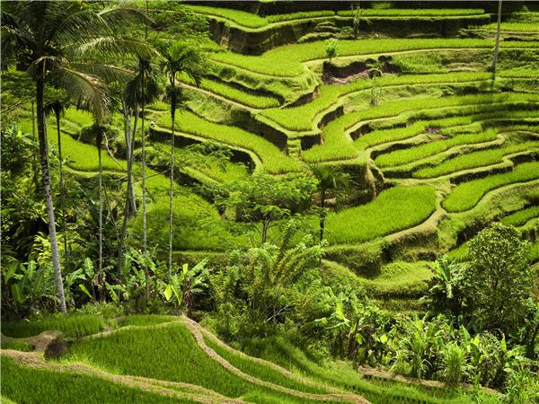 Indonesia wildlife holiday, primates and dragons