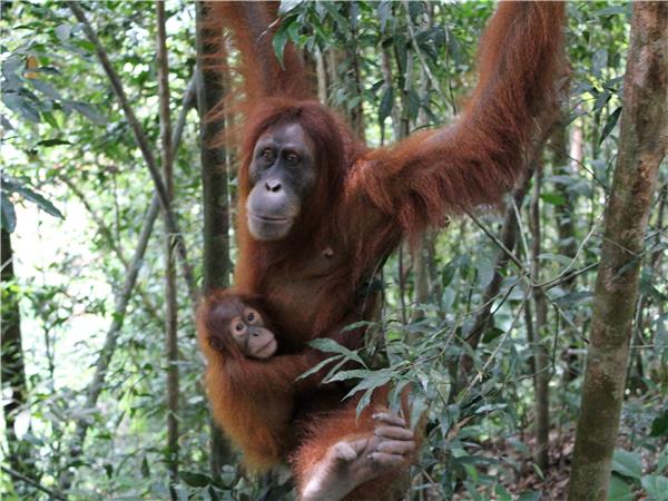 Indonesia wildlife holiday, primates and dragons | Responsible Travel