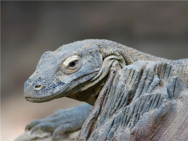 Indonesia wildlife holiday, primates and dragons