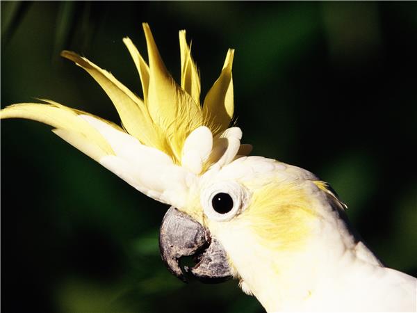 Indonesia wildlife holiday, primates and dragons | Responsible Travel