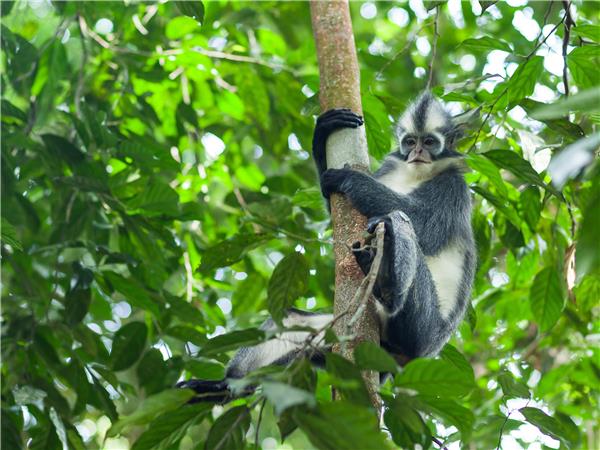 Indonesia wildlife holiday, primates and dragons | Responsible Travel