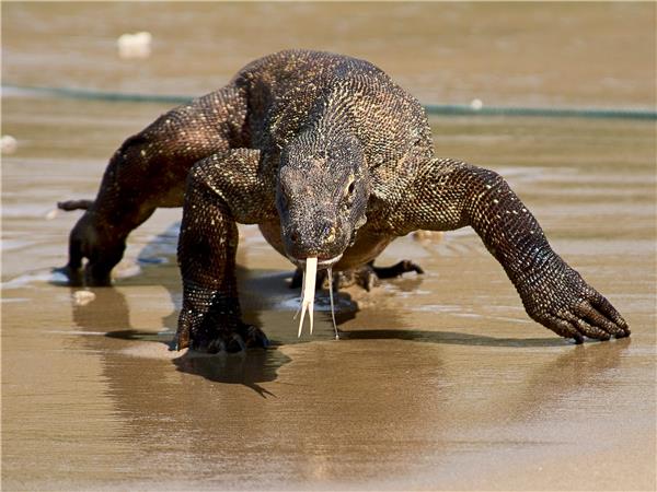 Indonesia wildlife holiday, primates and dragons | Responsible Travel