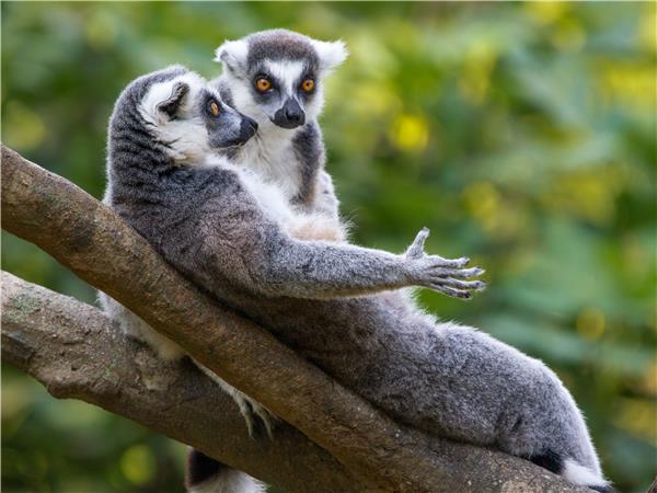 Madagascar small group holiday