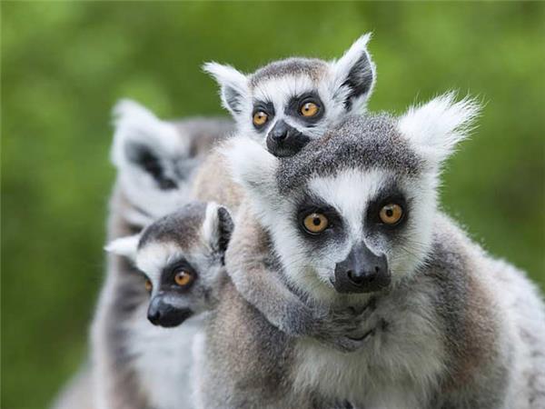 Madagascar small group holiday