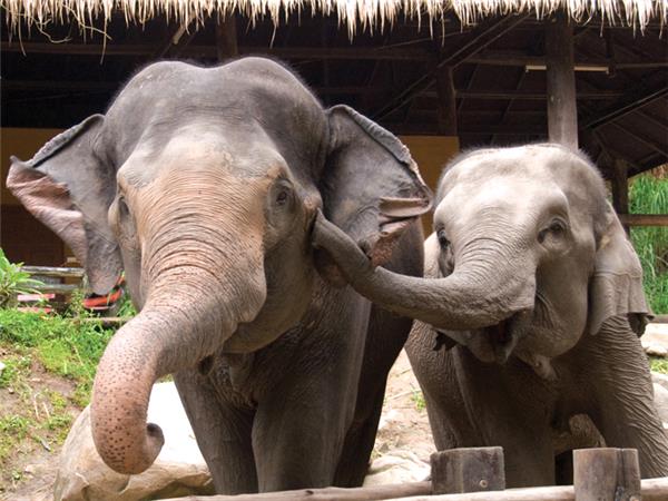 Thailand family holiday