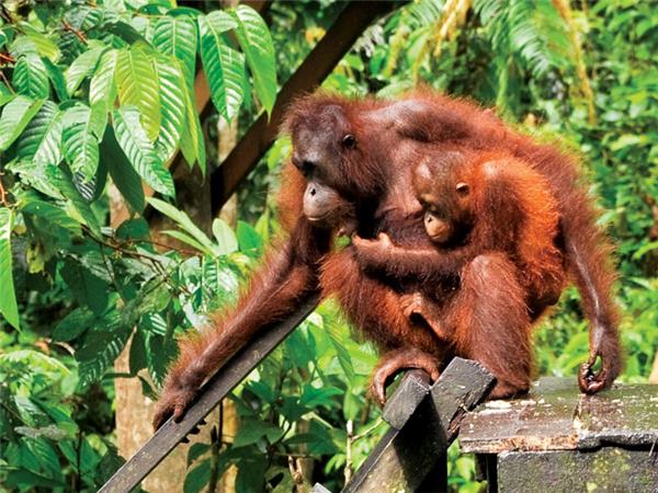 Borneo small group holiday