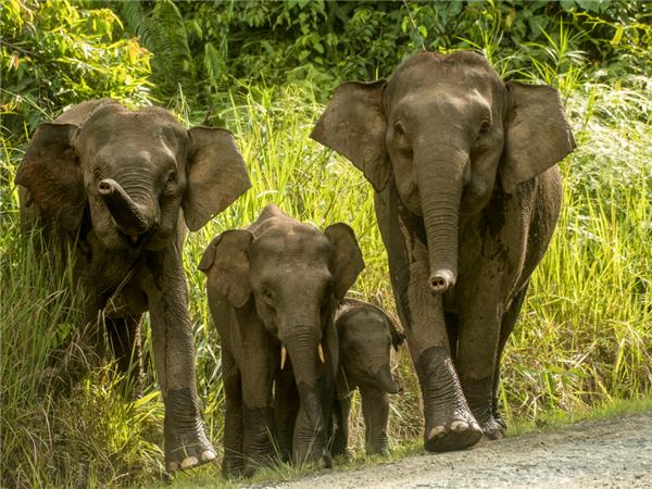 Borneo small group holiday