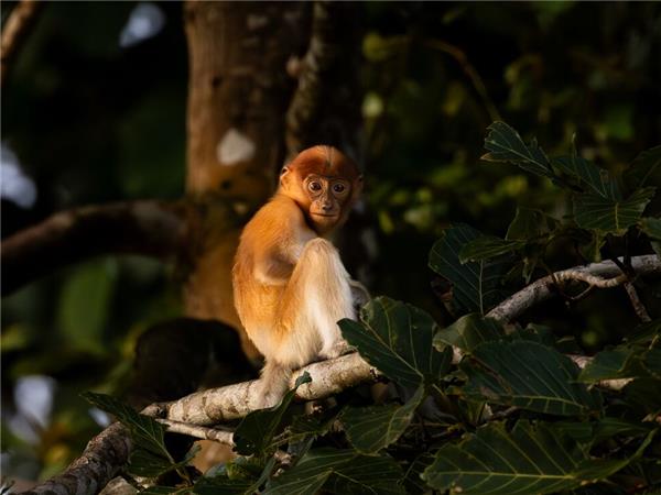 Borneo small group holiday