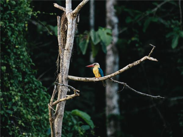 Borneo small group holiday