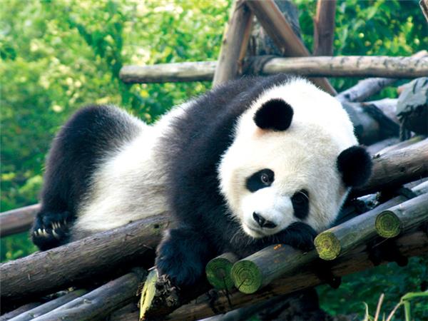 The Essence of China vacation