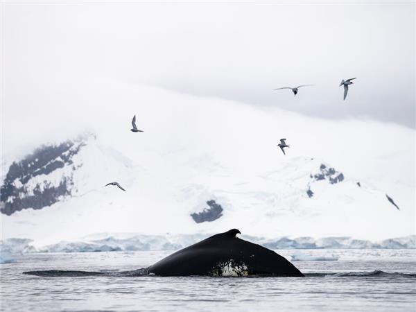 Best of Antarctica holiday