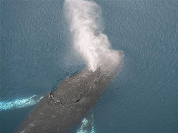 Best of Antarctica holiday