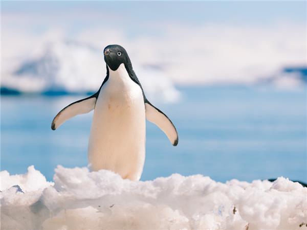 Best of Antarctica holiday