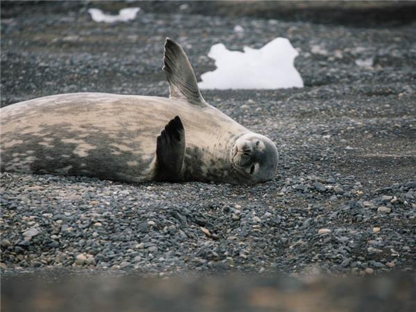 Best of Antarctica holiday
