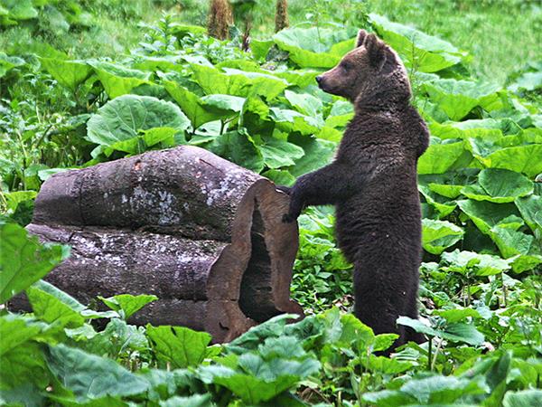 Carpathian Mountains holiday, conservation & culture