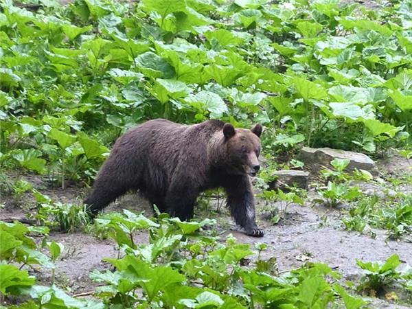 Carpathian Mountains holiday, conservation & culture