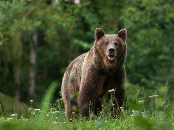 Carpathian Mountains holiday, conservation & culture