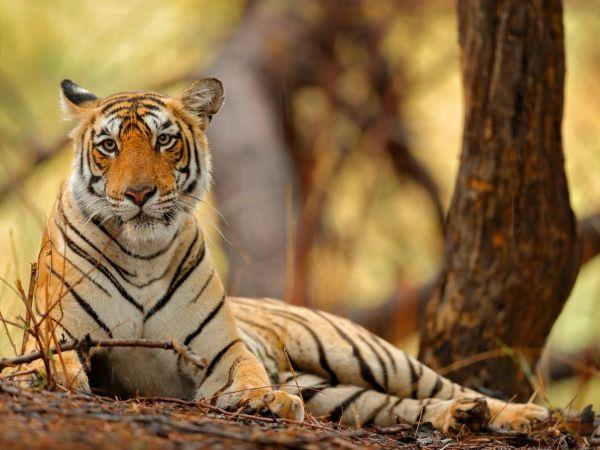 Rajasthan small group tour, India
