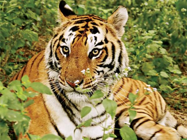 Family holiday to India, sightseeing and safari