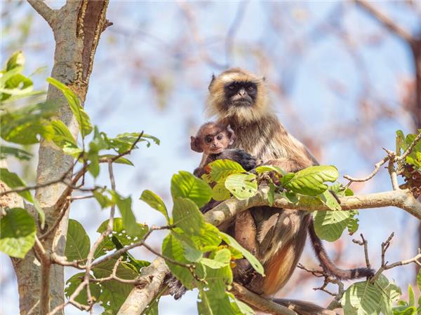 Family holiday to India, sightseeing and safari