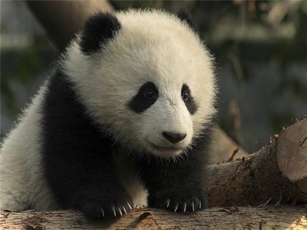 China holiday and Yangtze river cruise
