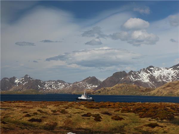 Antarctica, South Georgia & Falklands cruise